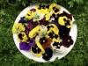 Edible Flowers