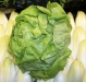 Hydroponic Green Lettuce