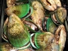 New Zealand Greenlip Mussels