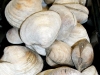 Littleneck Clams